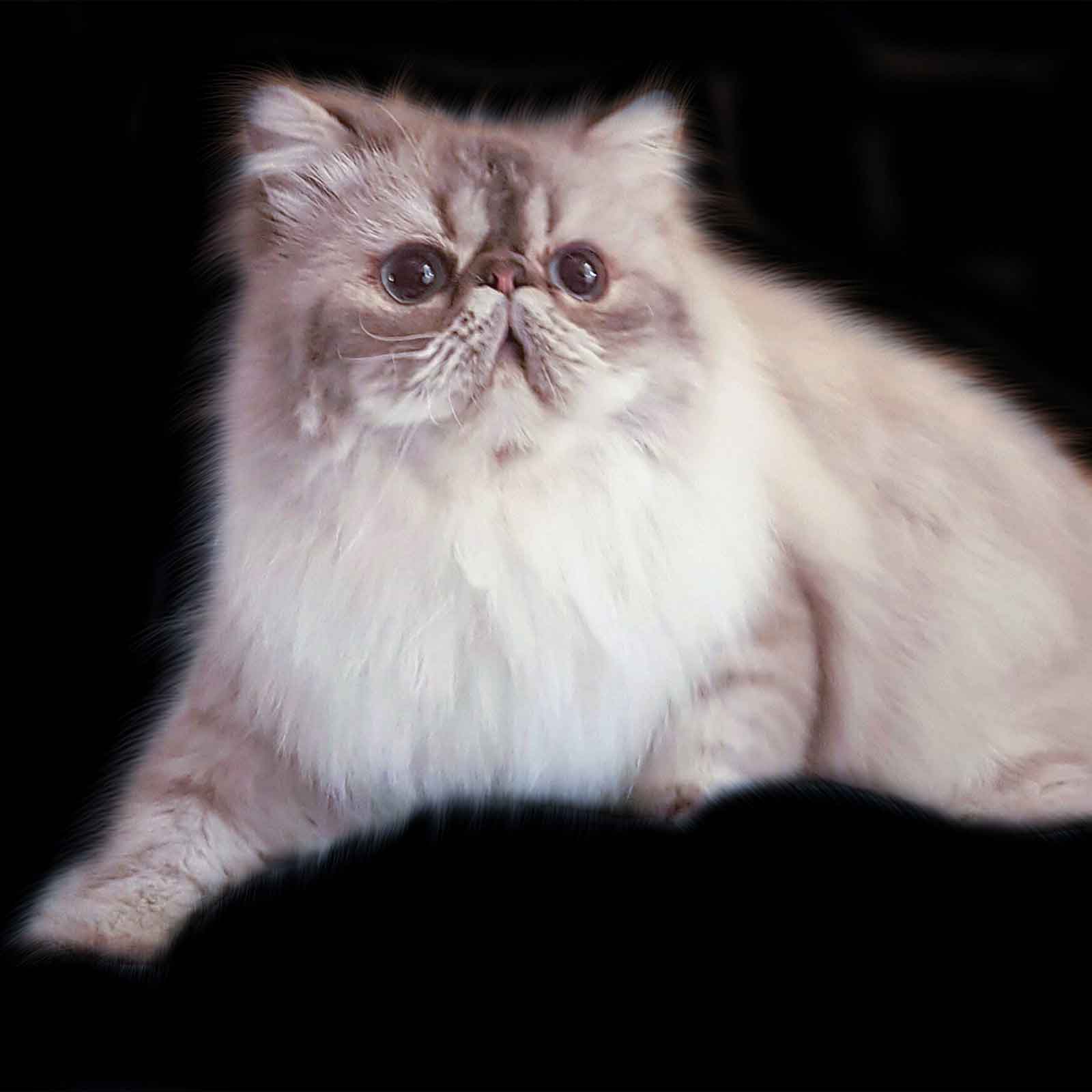Himalayan Blue Point Cats Blue Point Persian Cats & Kittens for Sale