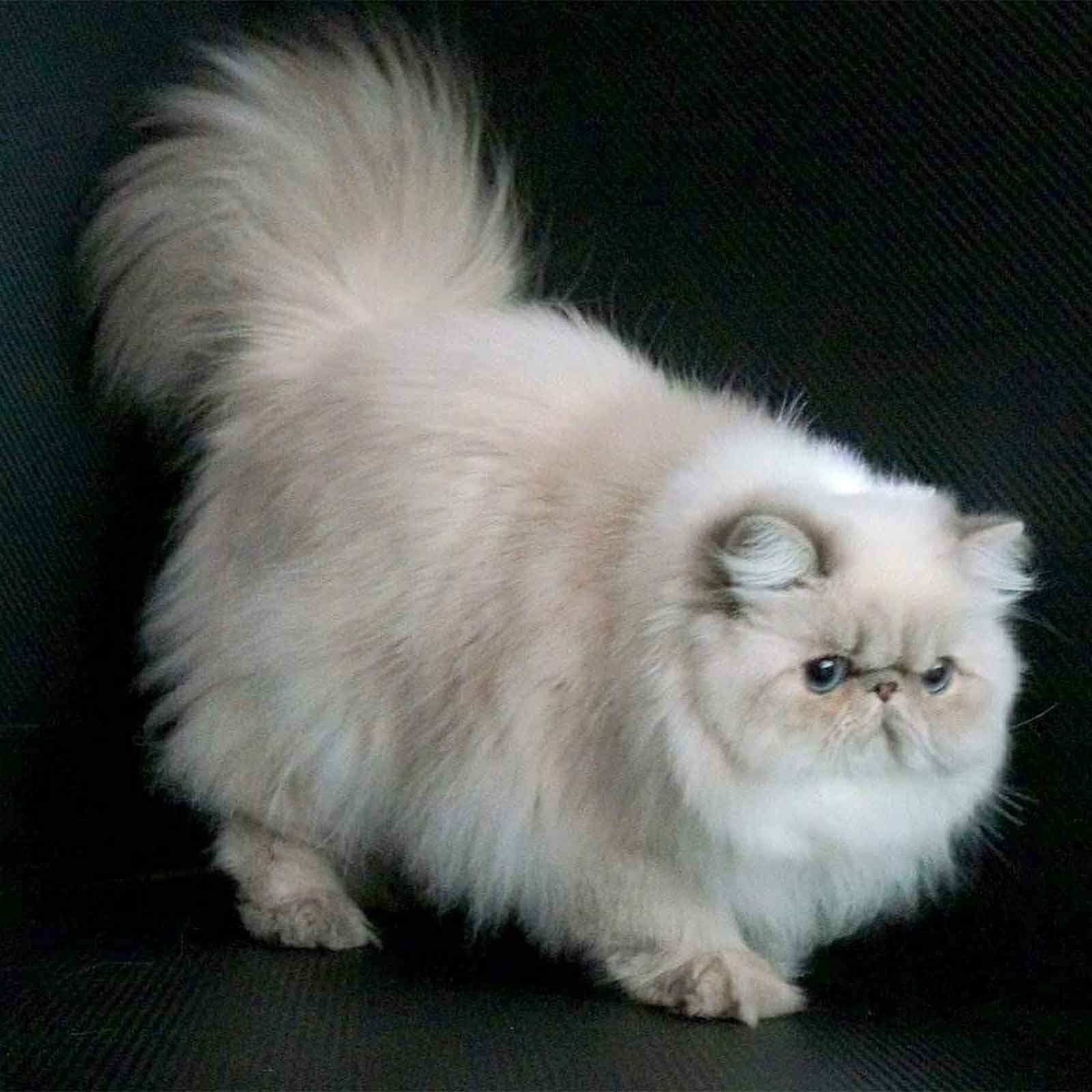 Himalayan Blue Point Cats Blue Point Persian Cats & Kittens for Sale