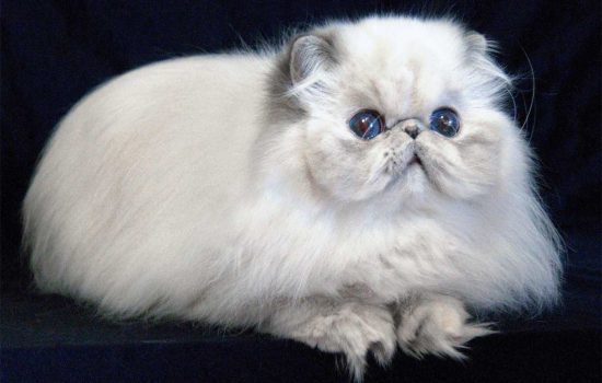 Exotic Himalayan Persian Cats & Kittens for sale in California